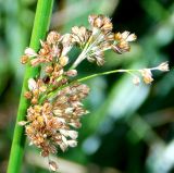 Juncus effusus