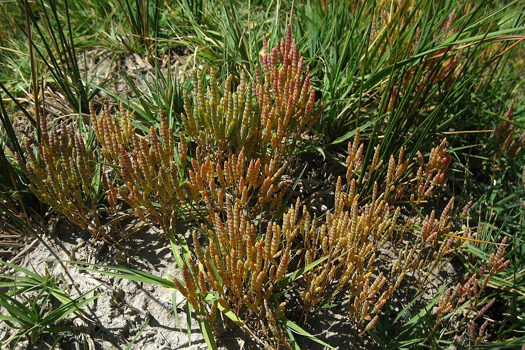 Image of Microcnemum coralloides ssp. anatolicum specimen.