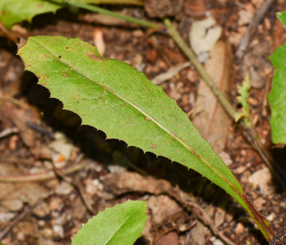 Image of Crepis aspera specimen.