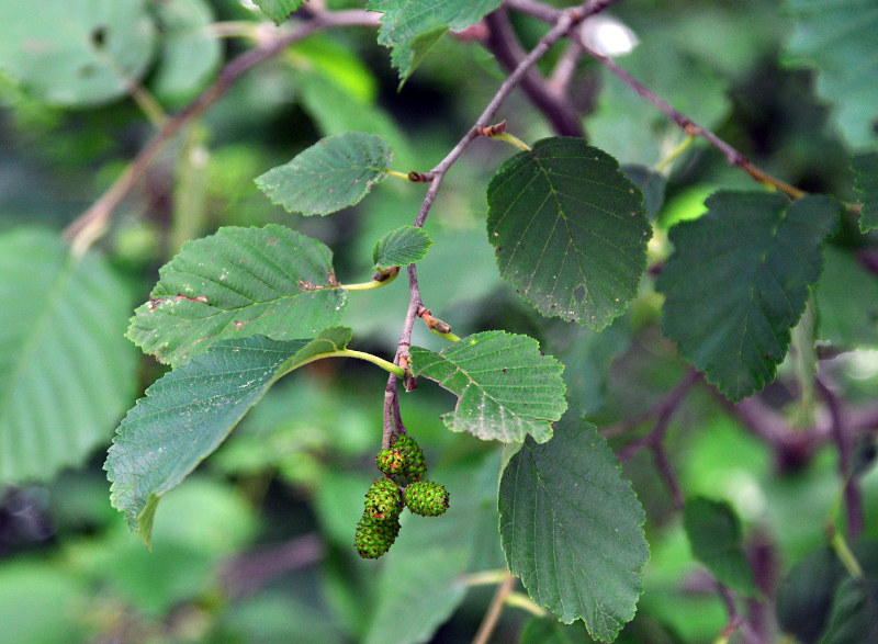 Image of Alnus barbata specimen.