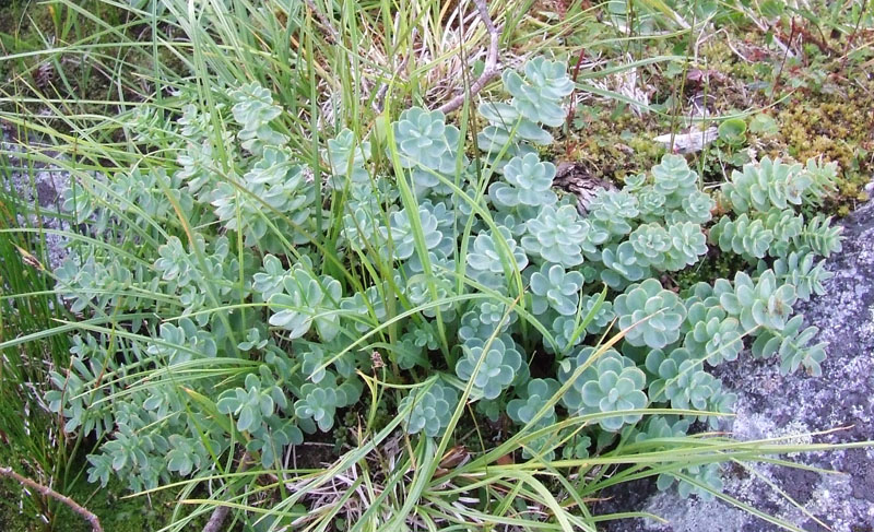 Image of Rhodiola rosea specimen.