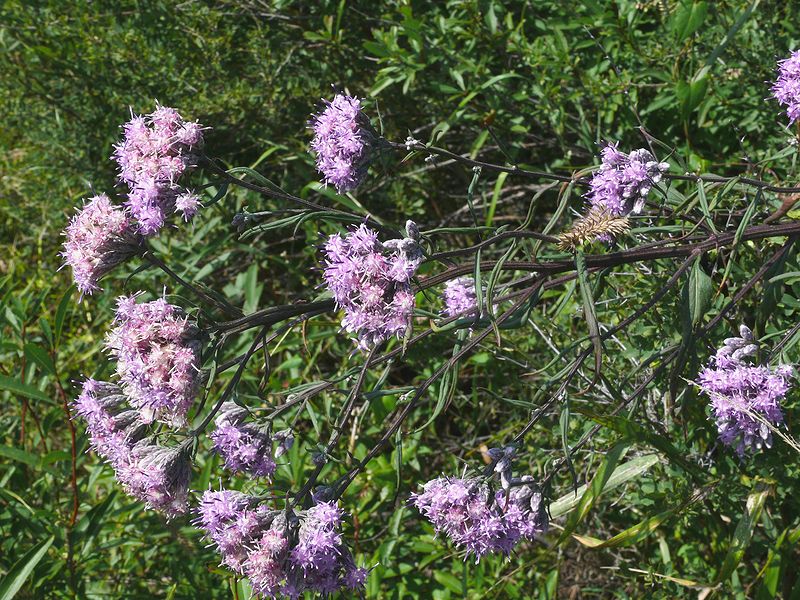 Image of Saussurea elata specimen.