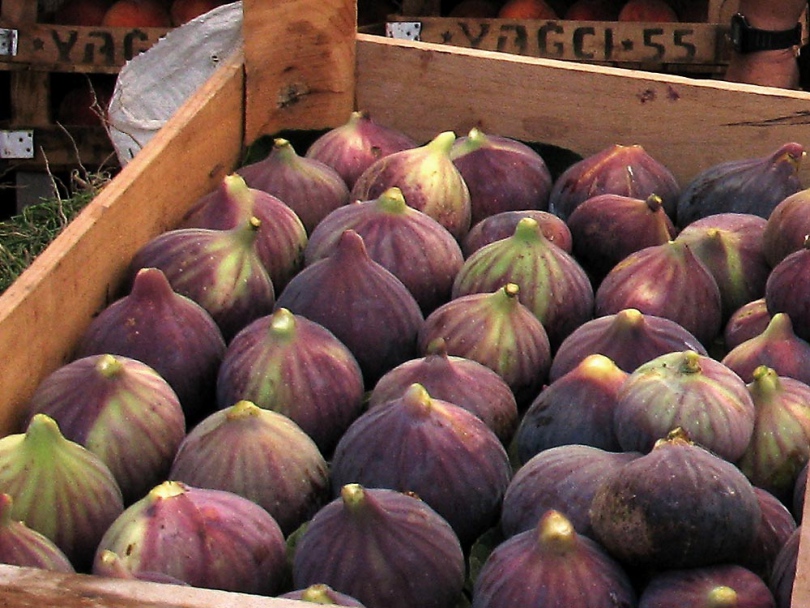 Image of Ficus carica specimen.