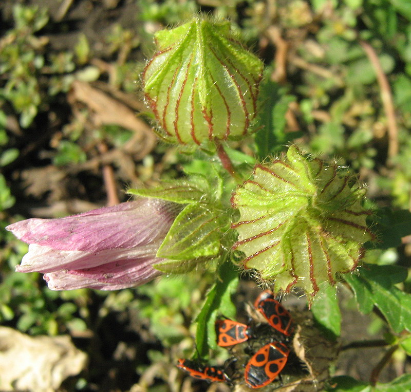 Изображение особи Hibiscus trionum.