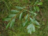 Salix phylicifolia