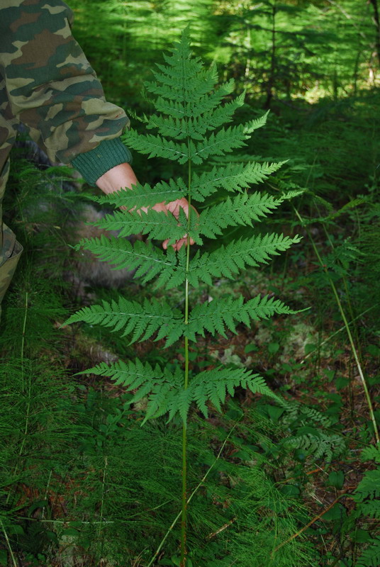 Image of Dryopteris dilatata specimen.