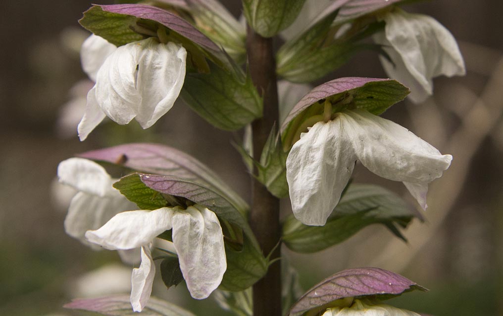 Image of Acanthus mollis specimen.