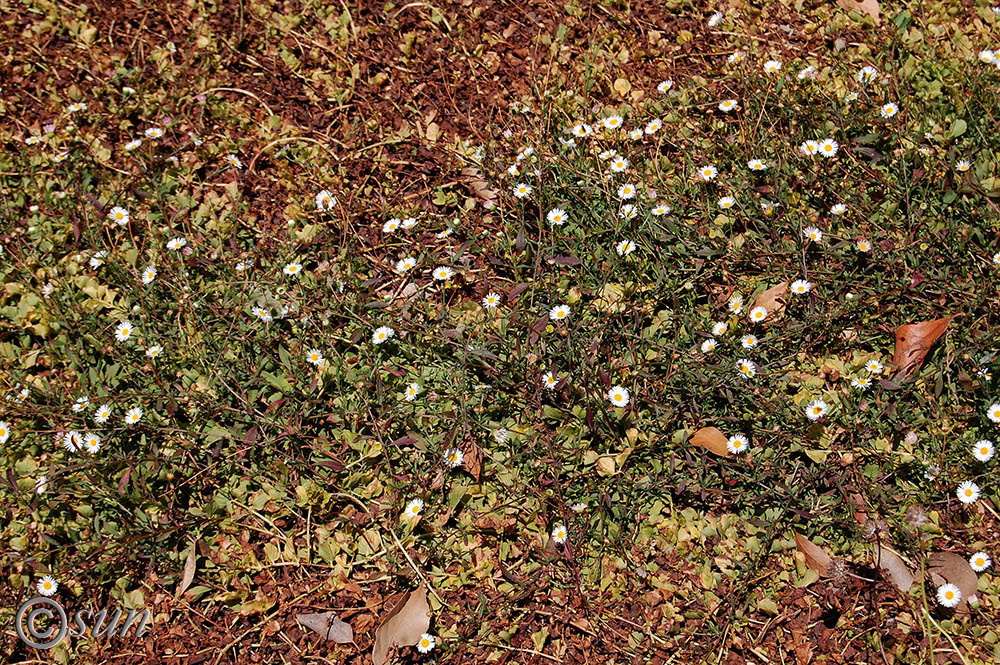 Image of Erigeron karvinskianus specimen.