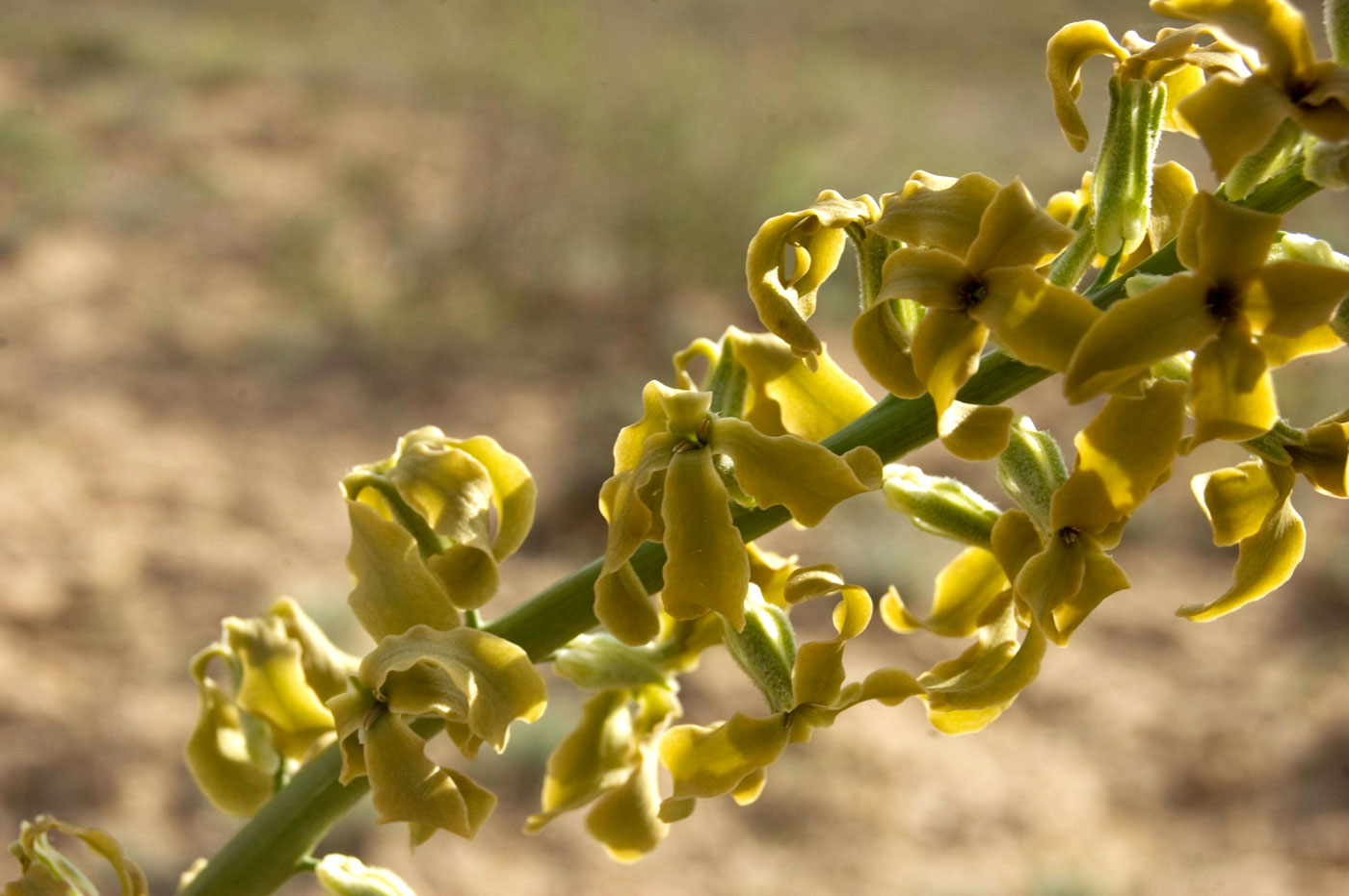 Image of Matthiola tatarica specimen.