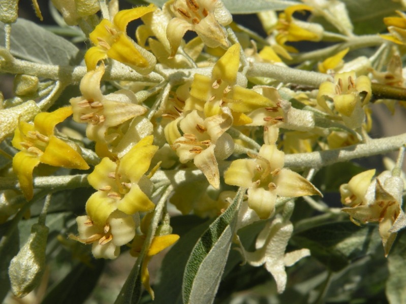 Image of Elaeagnus angustifolia specimen.