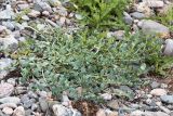 Mertensia maritima