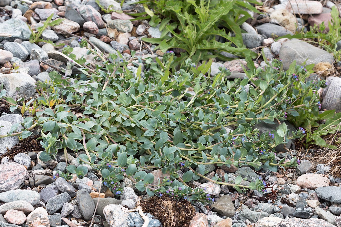 Изображение особи Mertensia maritima.