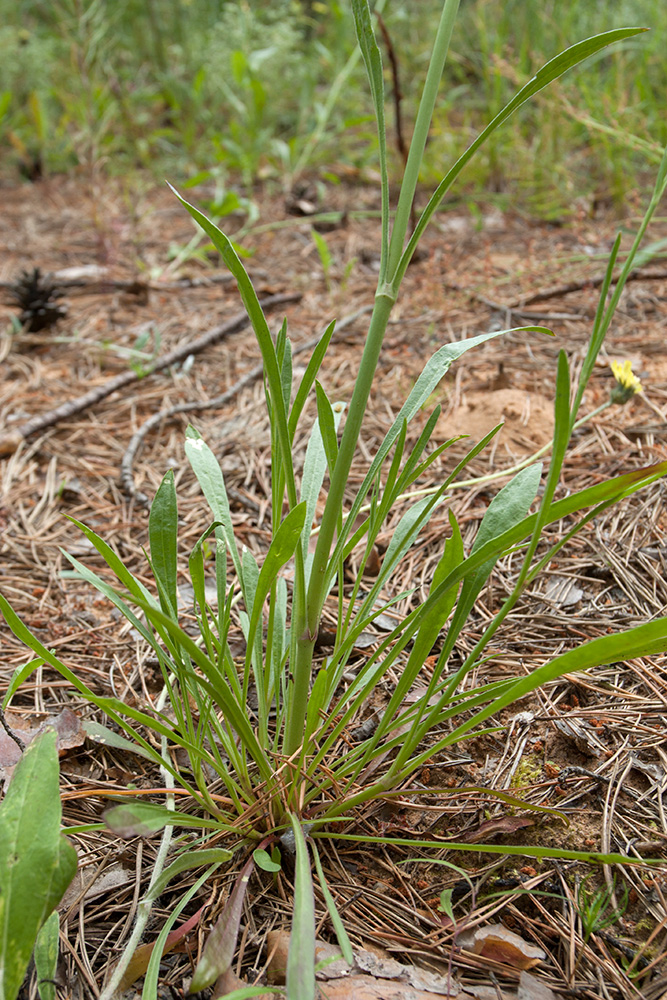 Image of Silene chlorantha specimen.