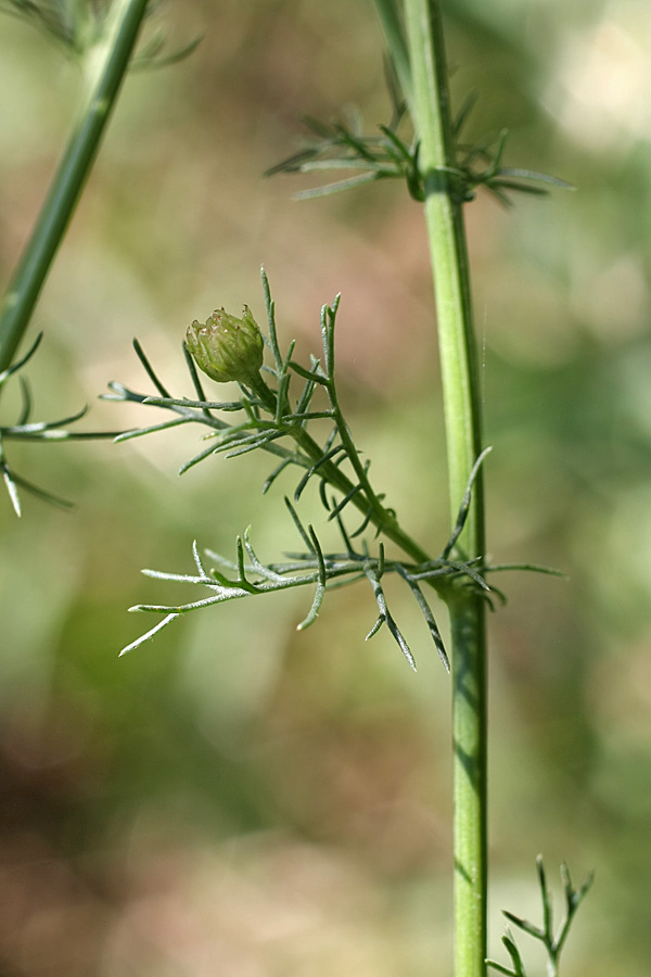 Изображение особи Tripleurospermum inodorum.