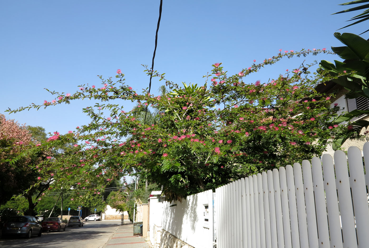 Изображение особи Calliandra haematocephala.