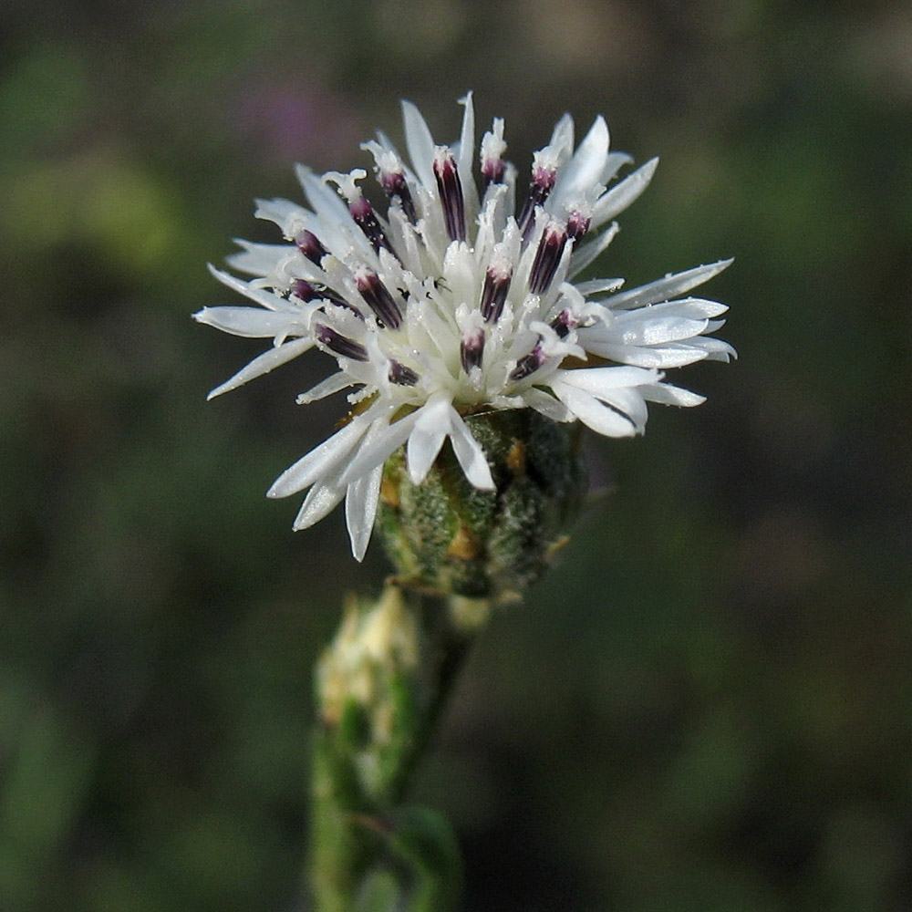 Image of Volutaria canariensis specimen.