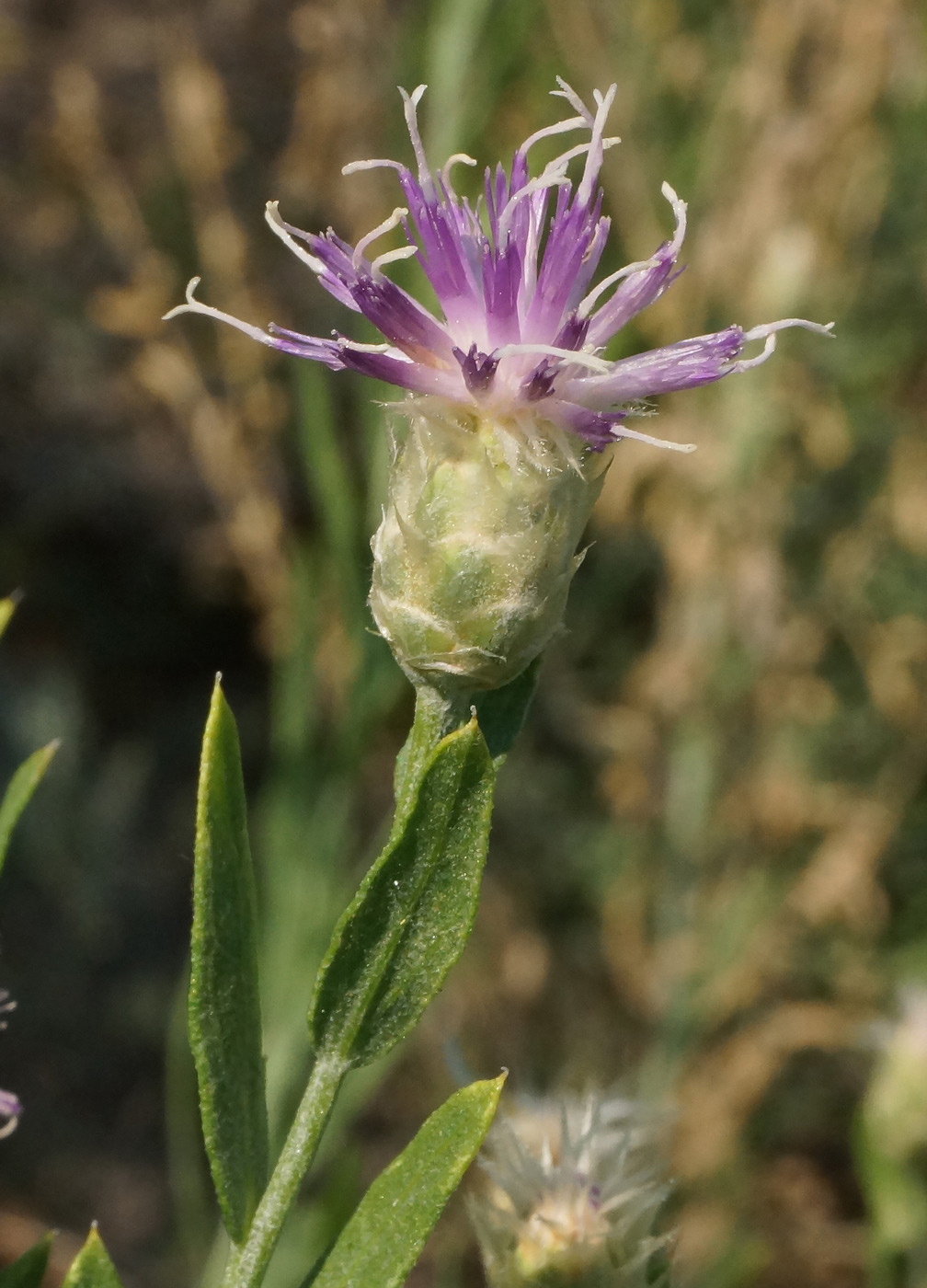 Image of Acroptilon repens specimen.