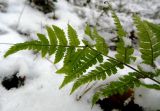 Dryopteris carthusiana. Верхушка зимующей вайи. Латвия, Рига, Латвийский этнографический музей, склон дюны. 05.01.2015.