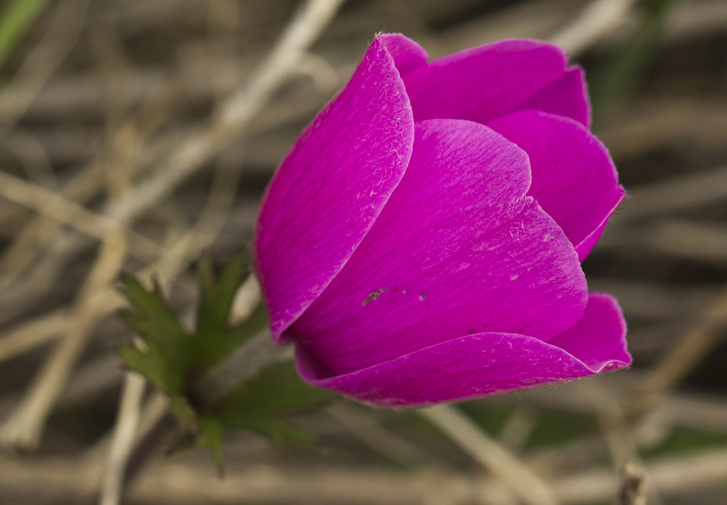 Image of Anemone coronaria specimen.