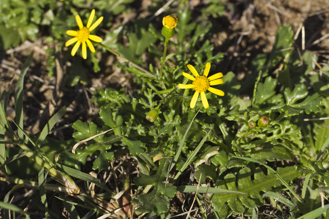 Image of Senecio leucanthemifolius specimen.