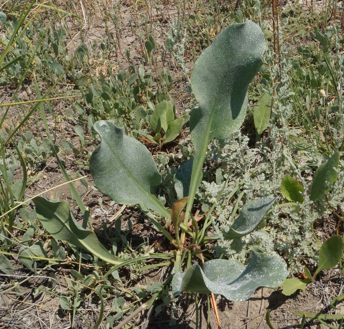 Image of Limonium gmelinii specimen.