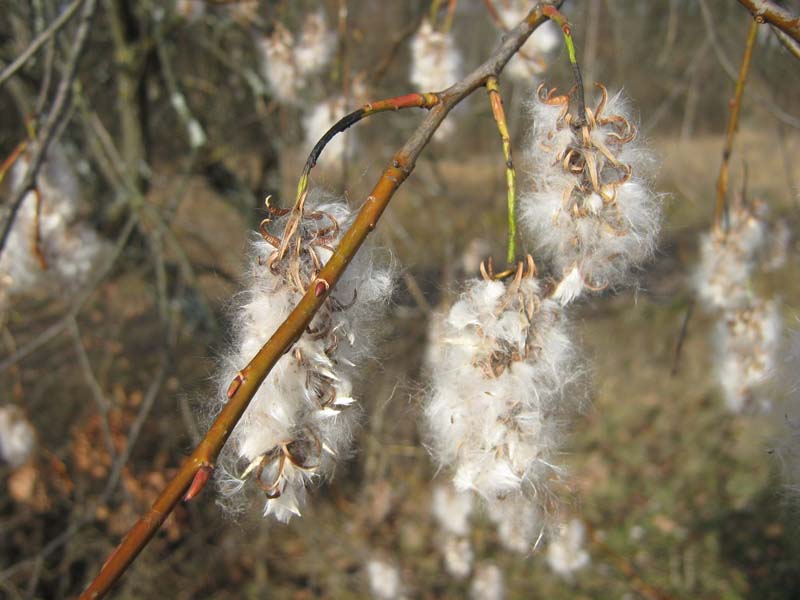 Изображение особи Salix pentandra.