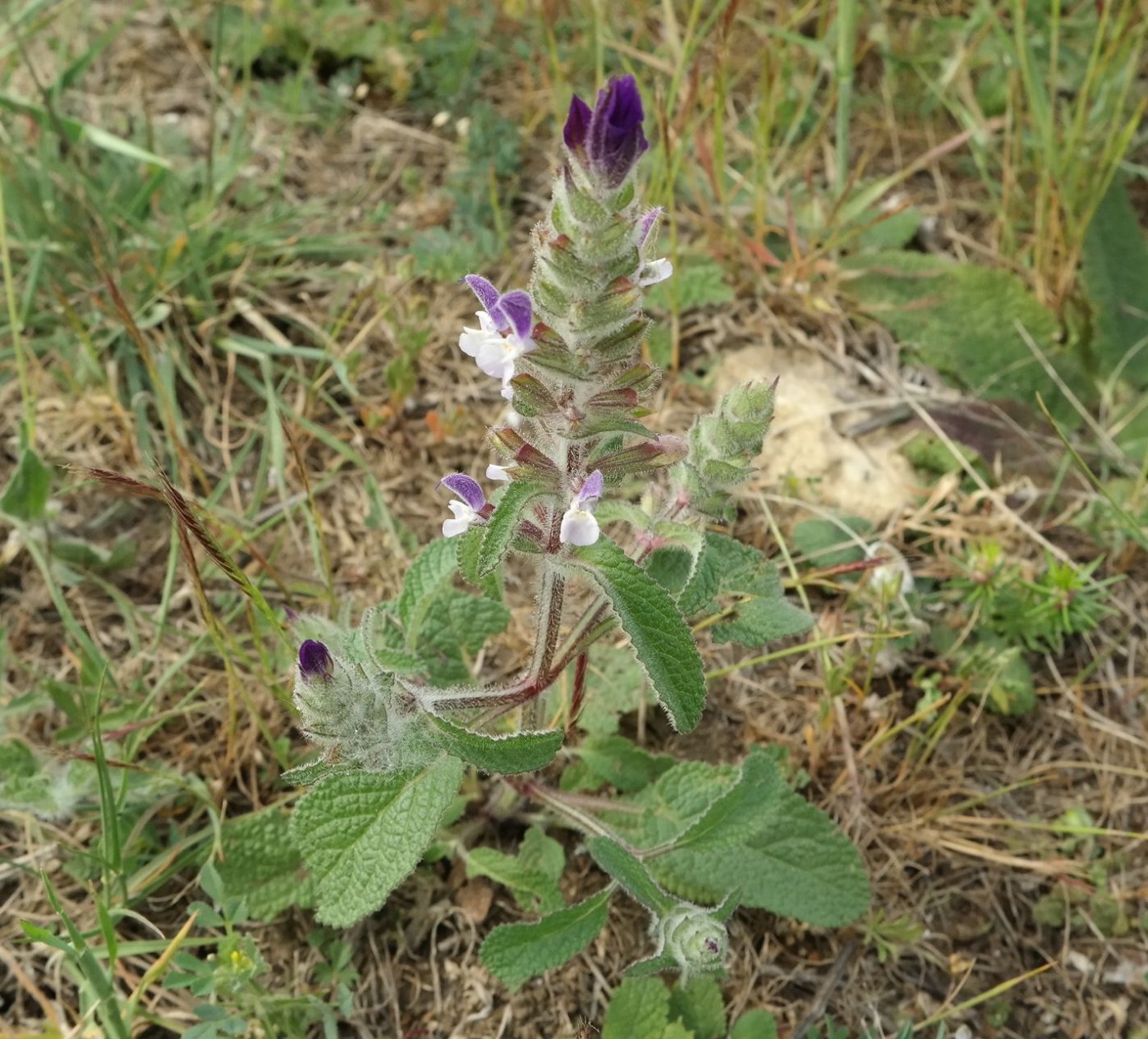 Image of Salvia viridis specimen.