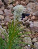 Asphodeline taurica