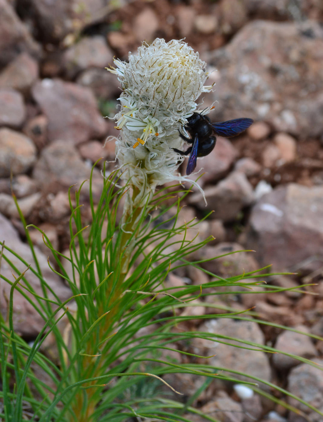 Image of Asphodeline taurica specimen.