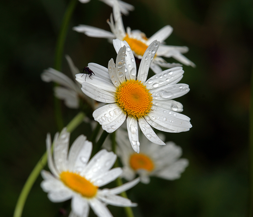 Image of Leucanthemum vulgare specimen.