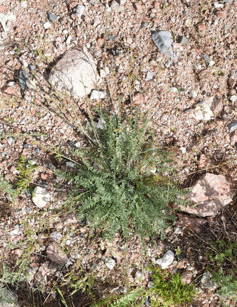 Image of Oxytropis pilosissima specimen.