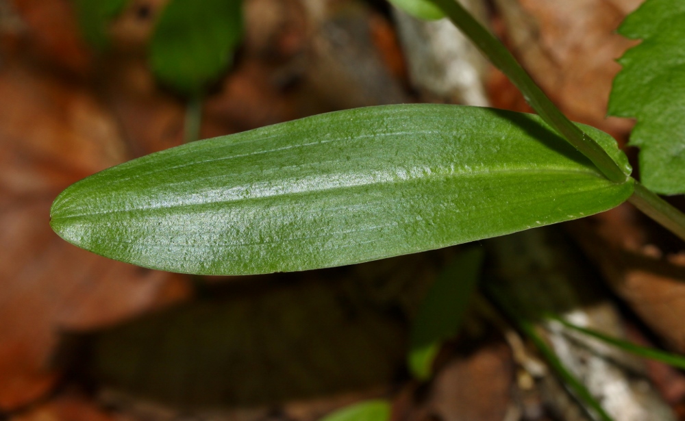 Image of Platanthera maximowicziana specimen.