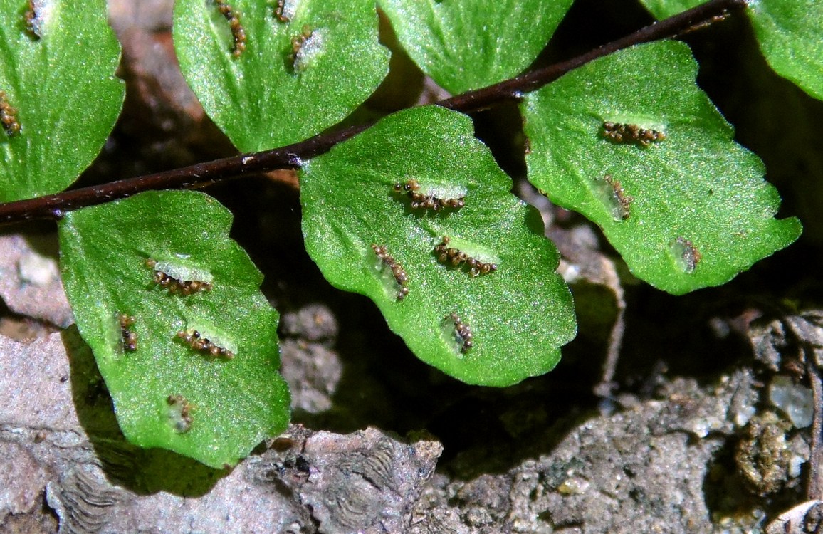 Image of Asplenium trichomanes specimen.