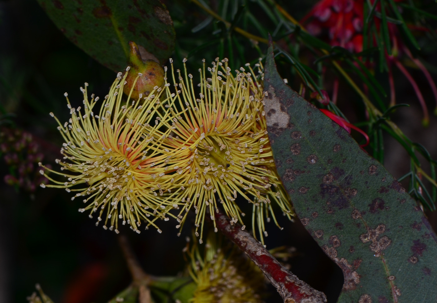 Image of genus Eucalyptus specimen.