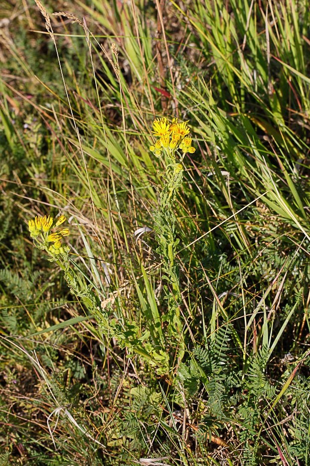 Изображение особи Senecio jacobaea.