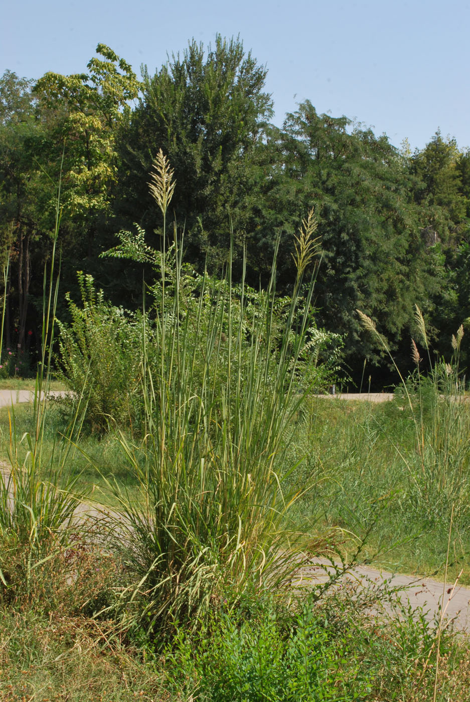 Image of Erianthus ravennae specimen.