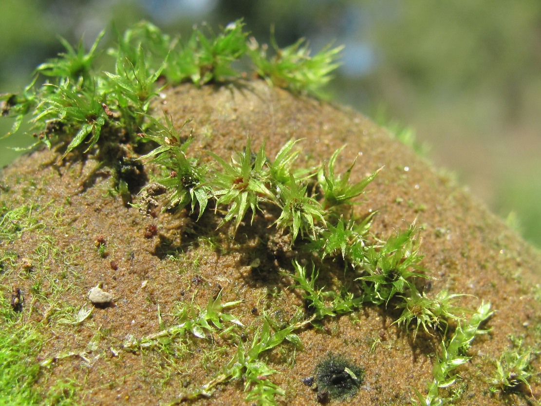 Image of class Bryopsida specimen.