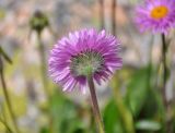 Erigeron venustus. Соцветие (вид снизу). Северная Осетия, Ирафский р-н, долина р. Гебидон, ≈ 2500 м н.у.м., альпийский луг. 07.07.2016.