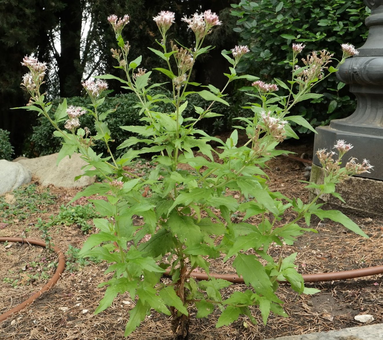 Image of Eupatorium cannabinum specimen.