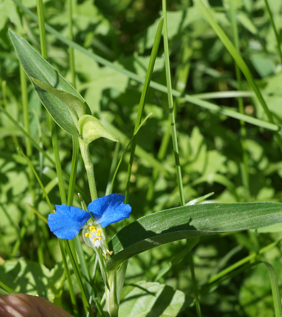 Image of Commelina communis specimen.