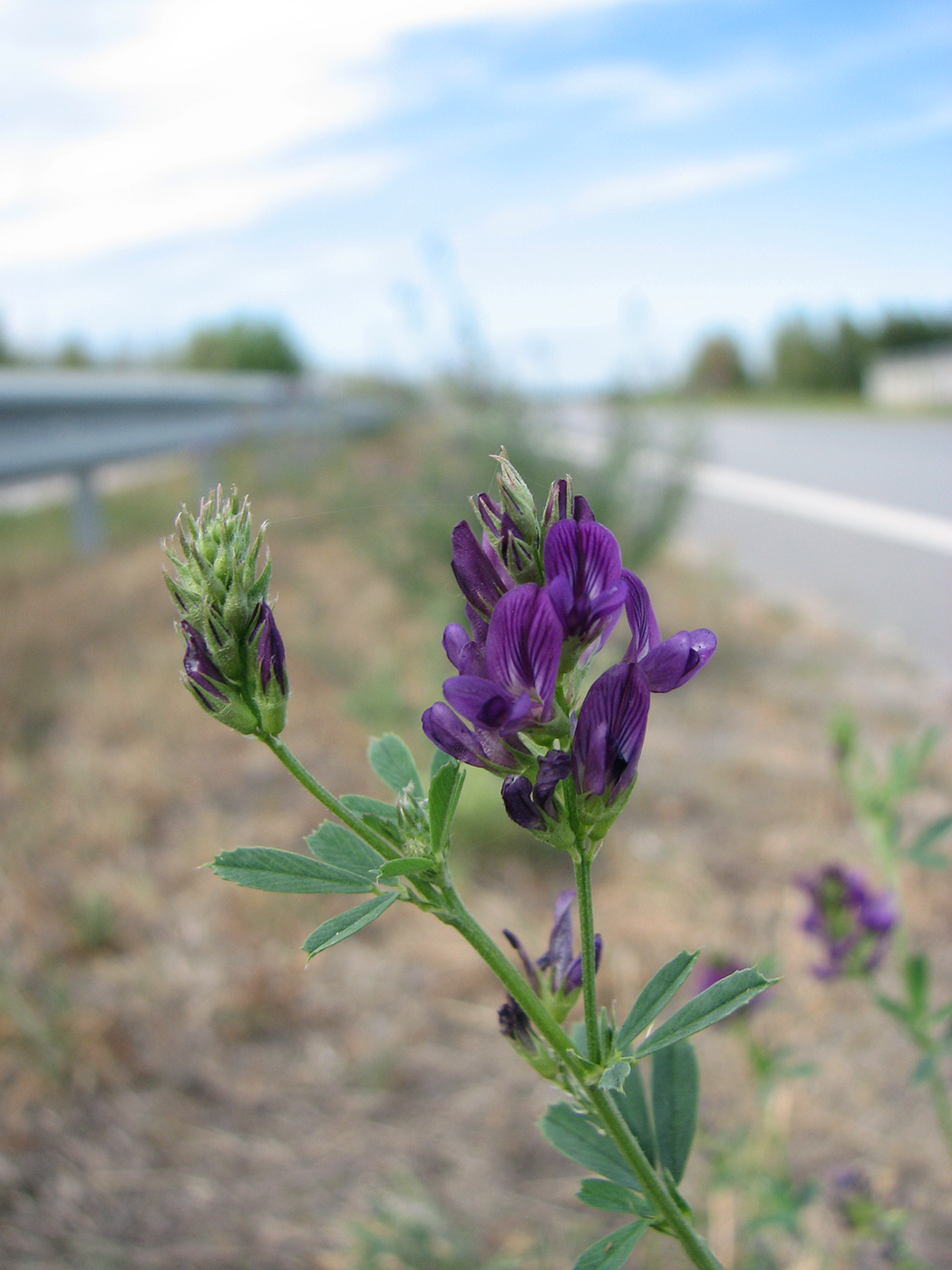 Изображение особи Medicago &times; varia.