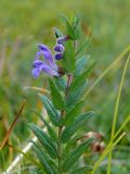 Смотреть изображение Scutellaria galericulata