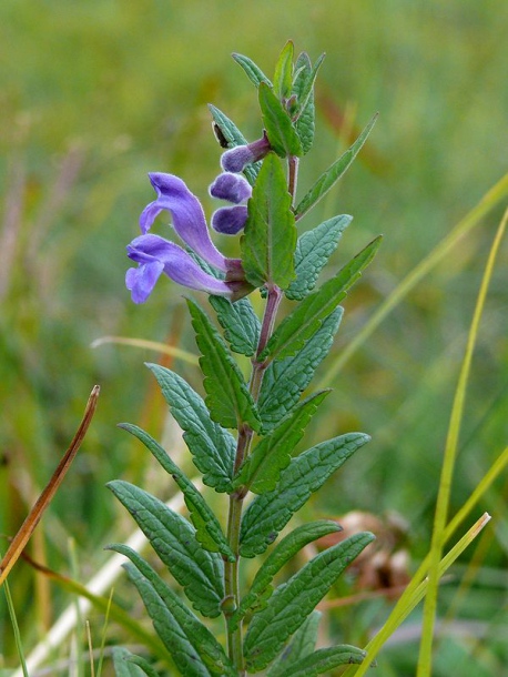 Image of Scutellaria galericulata specimen.