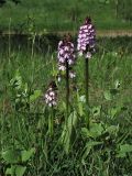 Orchis purpurea. Цветущие растения. ФРГ, земля Северный Рейн-Вестфалия, р-н Ойскирхен, окр. г. Бад-Мюнстерайфель, луговой склон. 30 мая 2010 г.