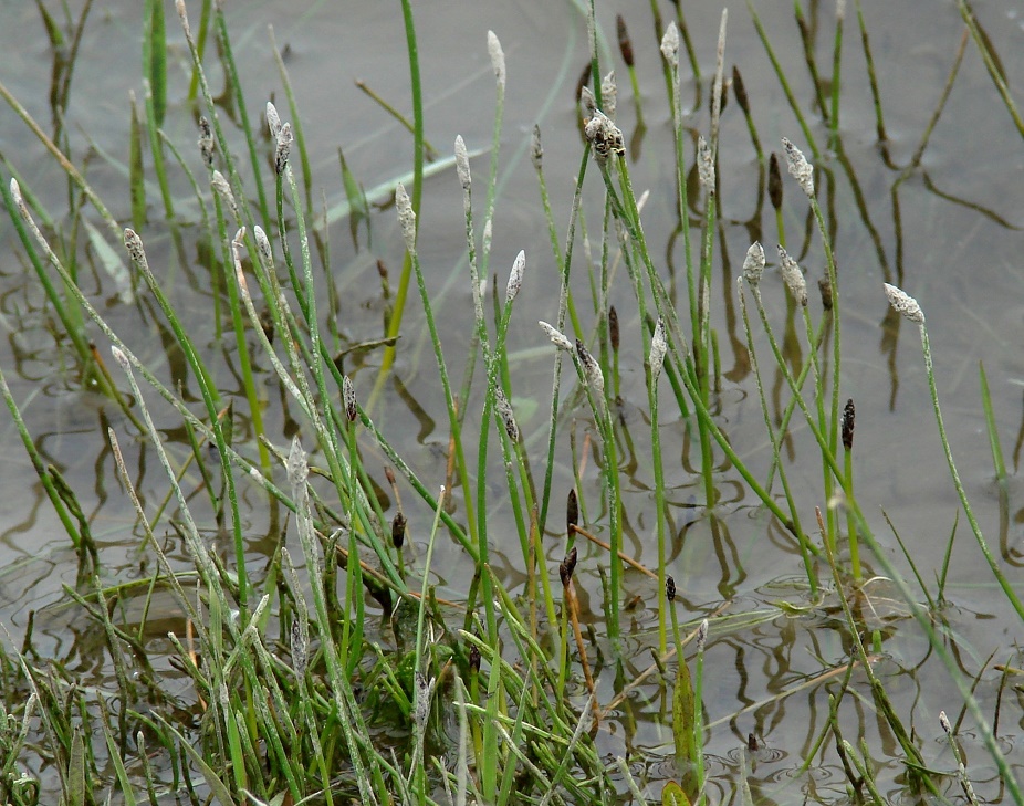 Image of genus Eleocharis specimen.