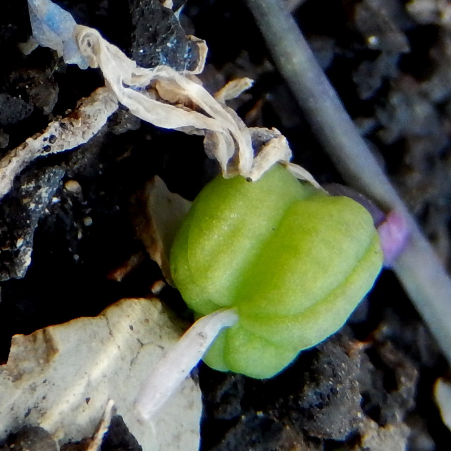 Image of Scilla siberica specimen.