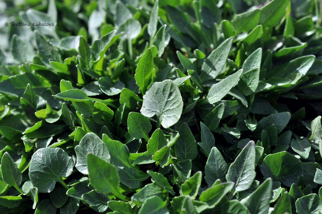 Image of Campanula rotundifolia specimen.