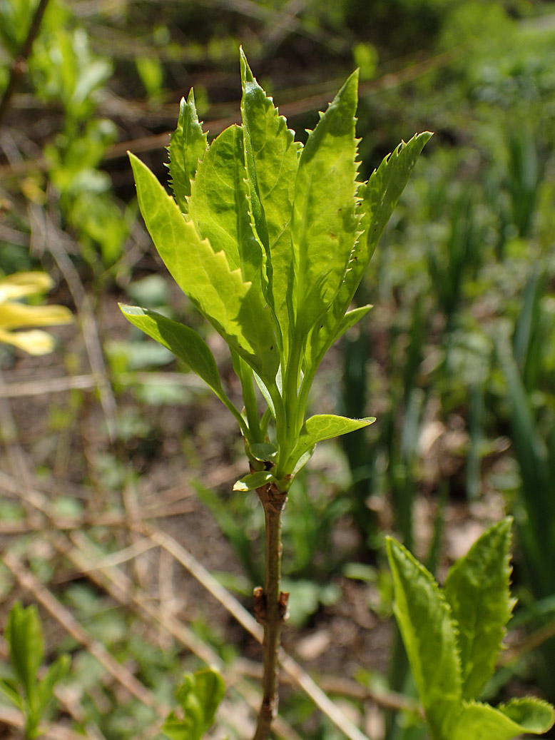 Image of genus Forsythia specimen.