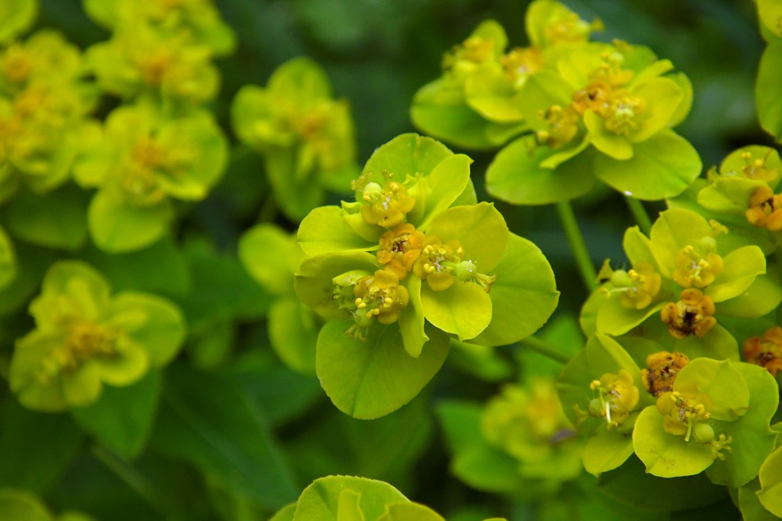 Image of Euphorbia procera specimen.