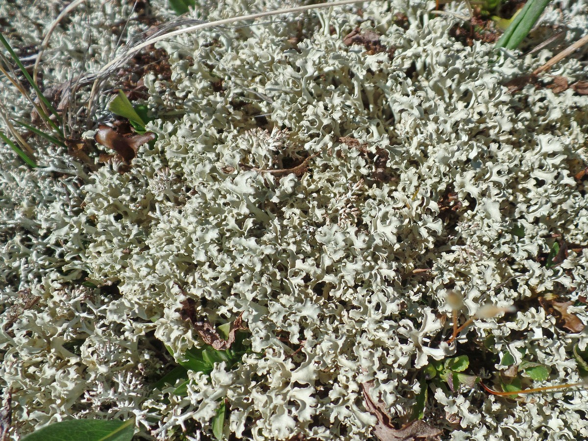 Image of Flavocetraria cucullata specimen.